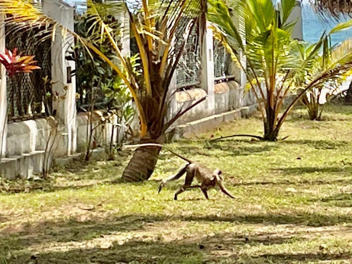 ホテル イサナ ビーチ ハウス タンガラ エクステリア 写真